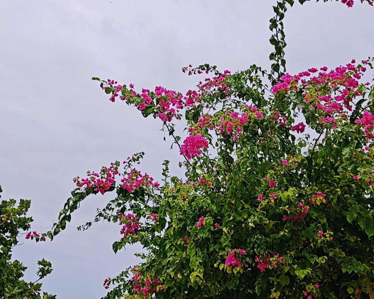 Bougan Villea Retreat Бодуфолуду Экстерьер фото